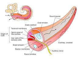 Image result for Cochlea