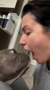 Dogtist 🦷😂, 📽| Credit to @love.you.mars.anna via TT/IG 🔖, 📲| Check  their awesome profile & give them a follow 📌, (All rights are reserved &  belong to their respective owners), ., ., ., ...