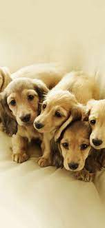 Puppy Retriever Family Animal Iphone X Wallpaper Dog Wallpaper Iphone Puppies Animal Wallpaper