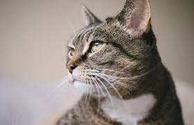 Here's a list of tabby cat names that will go along with your kitty's distinctive appearance. 124 Timeless Tabby Cat Names Lovetoknow