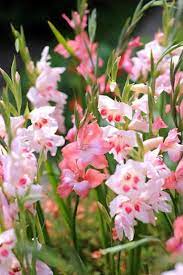 Gladiolus Charming Beauty Sword Lily Gladiolus Flower Bulbs Garden Bulb Flowers