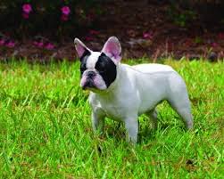 The purpose was to make a smaller, miniature, lap dog with. French Bulldog Dog Breed Profile Petfinder