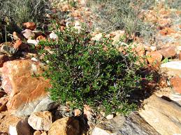 Image result for Eriocephalus ambiguus