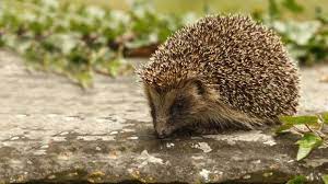 Human Sore Throat Bacteria Found In Hedgehog In 2020 Hedgehog Facts For Kids British Wildlife Hedgehog Facts