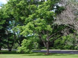 Image result for Juglans