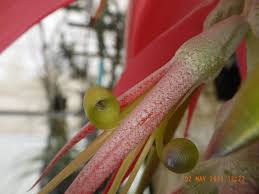 Image result for Tessmannia