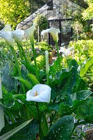 This Garden Is Not Special You Asked For Honesty Here It Comes Lily Bloom Calla Lily Calla