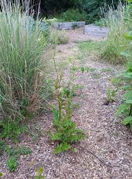 Image result for Digitaria appropinquata