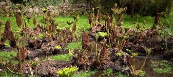 Lots of carnivorous plant enthusiasts flirt with the idea of creating a bog garden. Creating A Bog Garden Dave S Garden