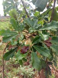 Image result for Vitex doniana