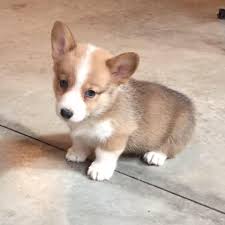 We did not find results for: Khalley Wags Corgis Home Facebook