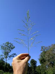 Image result for Panicum maximum