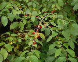 Image result for Buchnera libenii