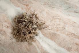 Image result for Adiantum incisum