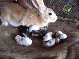 At most humans can produce a few dozen offspring over the course of a lifetime. Care Of Pregnant And Delivered Rabbit And Newly Born Kittens Youtube