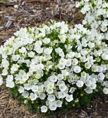 Image result for Carvalhoa campanulata