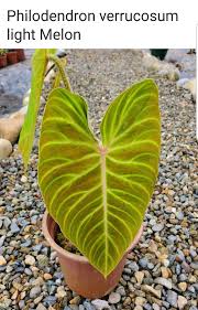 Pin By Russ On Tropical Plants Plant Leaves Tropical Plants Philodendron