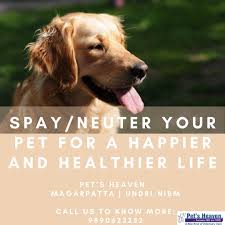 We are passionate about caring for your pets, and our team focuses on providing the personalized veterinary care and customer service necessary to help your. Pet S Heaven Pet Clinic A New Kind Of Veterinary Care Startseite Facebook