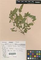 Image result for Justicia tenella