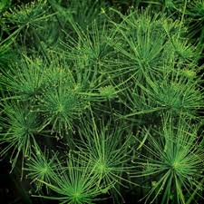 Image result for Isolepis costata