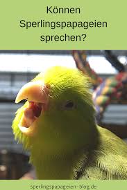 Konnen Sperlingspapageien Sprechen Papagei Sperling Blaugenick Sperlingspapagei