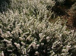 Winterbluhende Heide White Perfection Isabell Erica X Darleyensis White Perfection Isabell Zwergstraucher Winterheide Heidepflanze