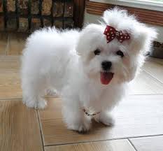 Find maltese puppies for sale. Maltese Dog Puppy Price Off 76 Www Usushimd Com