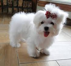 Kci Registered Maltese Dog Puppies For Sale Through All Over India 08372079525 Bhuvaneshwar Zamroo