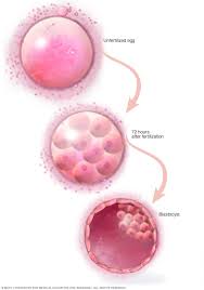 How to improve egg quality and quantity. In Vitro Fertilization Ivf Mayo Clinic