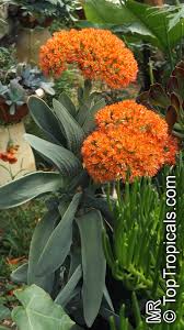 Image result for Crassula perfoliata