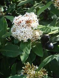 Image result for Acokanthera oblongifolia