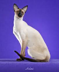 The siamesecats community on reddit. Average Life Expectancy Of A Siamese Cat Poc