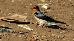 Sangat beradaptasi dengan pola makan di udara, mereka memiliki penampilan yang berbeda. Burung Layang Layang Batu Pasific Swallow Dan Kicauanya Burung Pinggiran Jakarta Youtube