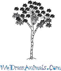 How To Draw A Papaya Tree Get care tips for papaya, growing, propagating. how to draw a papaya tree