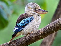 Kookaburra, can be confused with a species of bird that is native to australia. Blue Winged Kookaburra Ebird