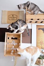Enthalt Werbung Wohnungskatzen Richtig Halten Diy Kletterwand Aus Alten Weinkisten Katzen Kletterwand Catwalk Katzen Kletterwand