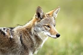 One thing for sure is that cats are very messy eaters. After Nearly 12 000 Years Coyotes Return To Florida Sarasota Magazine