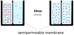 It is caused by differences in the concentrations of ions inside and outside the cell. Membrane Potential Wikipedia