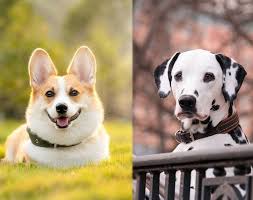 Find corgi in pets | find or rehome a dog, cat, bird, horse and more on kijiji: Corgi Dalmatian Complete Guide Info Pictures Care More Pet Keen