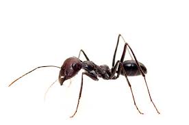 Pharaoh ants, argentine ants, and ghost ants are several species of ants that have come to be known as sugar ants, said john moore services pest control manager brian menn. Odorous Ant Pest Control Seattle Odorous Ant Exterminator Stop Bugging Me
