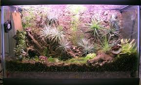 Mini Ecosystem Project Ecosystems Projects Air Plants Tillandsia Air Plant