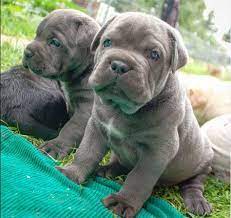 cane corsa beslemek icin 8 mukemmel neden kopek mavi onluk kedi