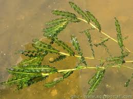 Image result for Potamogeton schweinfurthii