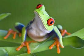 Their long limbs allow them to climb and swim with agility as do the sucker pads on the bottom of each digit. These 5 Types Of Tree Frogs Make For Excellent Pets Pet Ponder