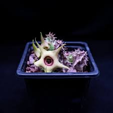 Image result for Huernia verekeri