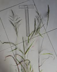 Image result for Eragrostis tef