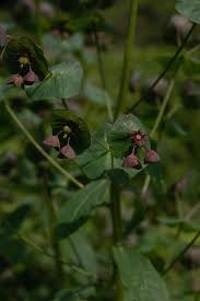 Image result for Euphorbia schimperiana