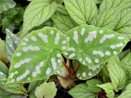 Image result for Begonia ciliobracteata