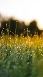 pin by tami ojeda pereyra on rassvet wallpaper iphone christmas spring wallpaper spring desktop wallpaper