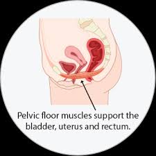 Pelvic Health Treatment For Pelvic Floor Dysfunction Pt Health